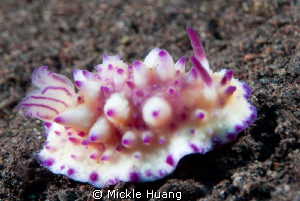 PINK NUDI
Bumpy Mexichromis
Seraya Bali by Mickle Huang 